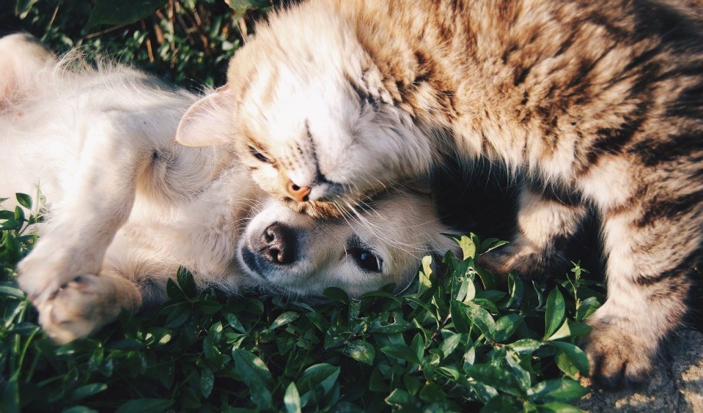 A cat lying on the ground