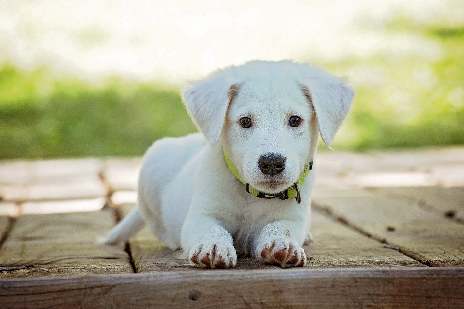 A close up of a dog